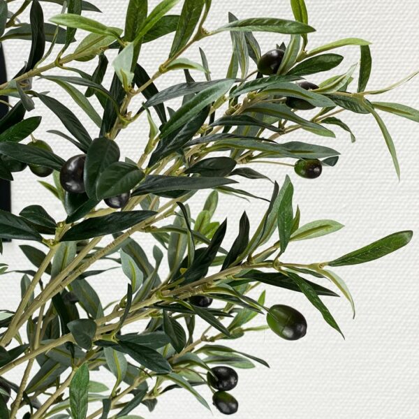 Olivenbaum im Detail