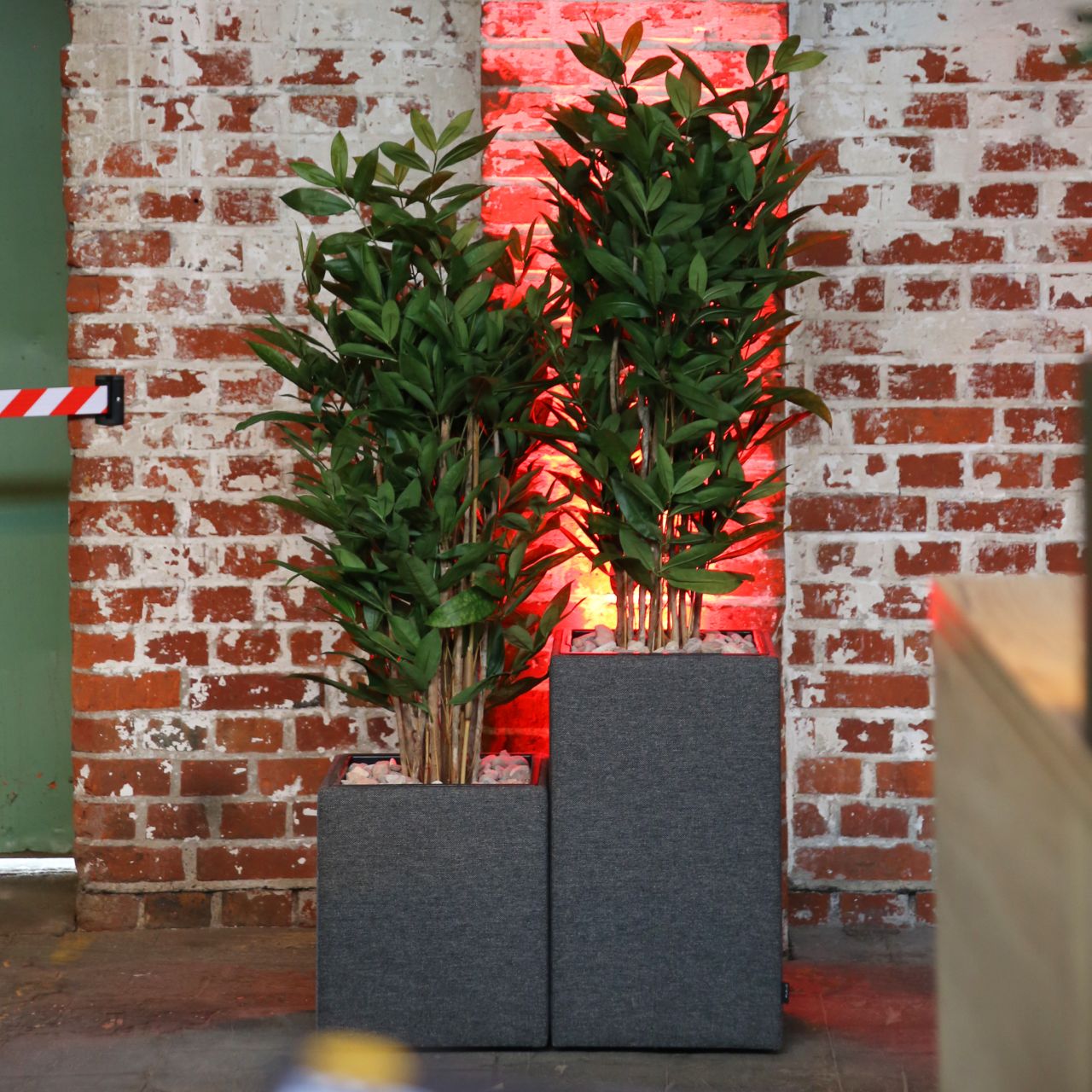 Softbox von Febrü mit Drachenbaum